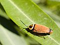 Bush Cockroach