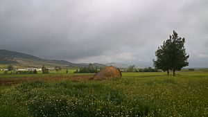 Archivo:Campos de Aldea del Rey