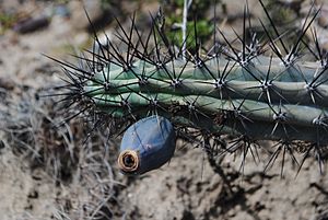 Archivo:Cereus aethiops 1