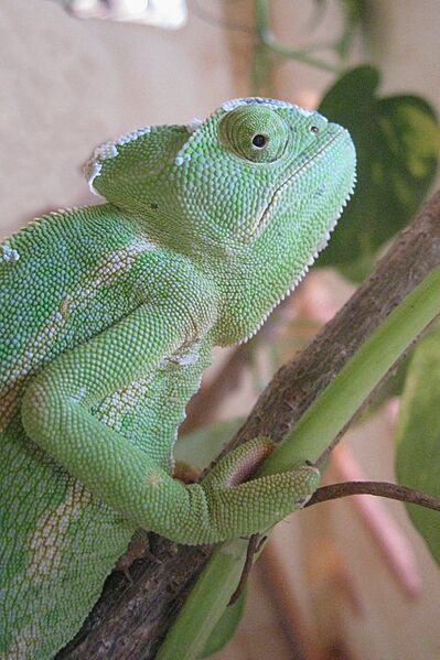 Chamaeleo africanus 108397027