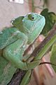 Chamaeleo africanus 108397027