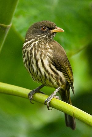 Archivo:Cigua-palmera-ave-nacional-dominicana