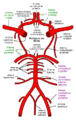 Circle of Willis es