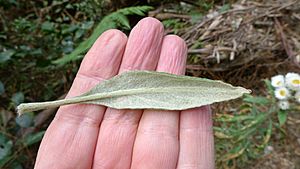 Archivo:Coronidium elatum leaf underside (16019780410)