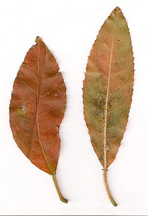 Archivo:Croton verreauxii scanned leaves