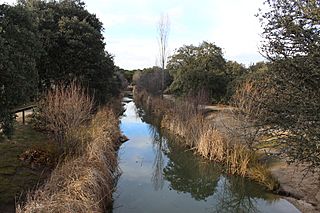 Dehesa de Navalcarbón 02.JPG