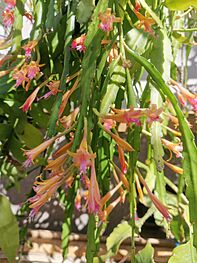 Disocactus salvadorensis SanSalvador.jpg