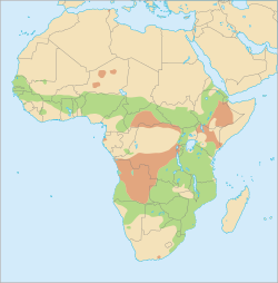      Distribución geográfica del facóquero común     Rango probable, o hallazgos accidentales.