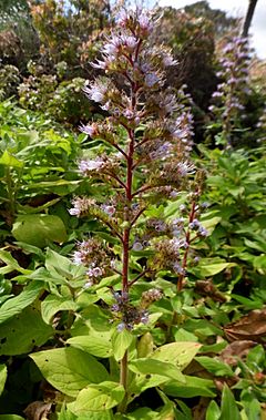 Archivo:Echium strictum kz2