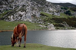 Archivo:ErcinaLakeHorse