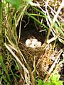 Erithacus rubecula-eggs