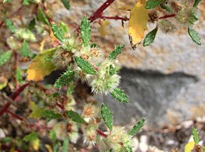 Archivo:Forsskaolea angustifolia inflorescence 1 Tenerife