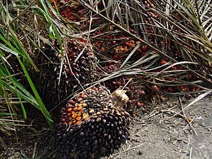 Archivo:Fruit oil palm