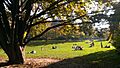 Gazon Parc Monceau
