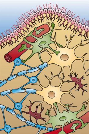 Archivo:Glial Cell Types