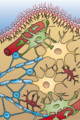 Glial Cell Types