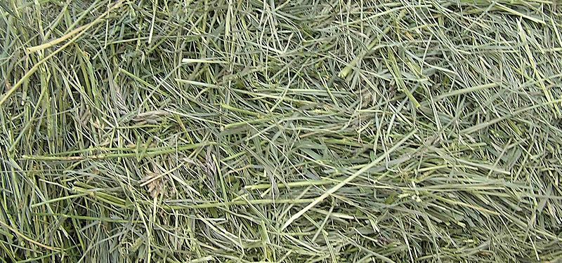 GrassHay1