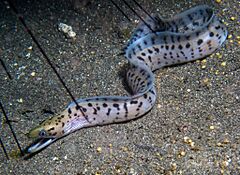 Gymnothorax fimbriatus 361577696.jpg