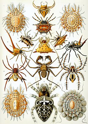 Archivo:Haeckel Arachnida