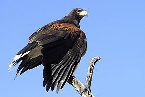 Archivo:Harris's Hawk (Parabuteo unicinctus) 2 of 4 in set