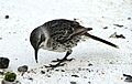 Hood Mockingbird (Nesomimus macdonaldi) -on ground