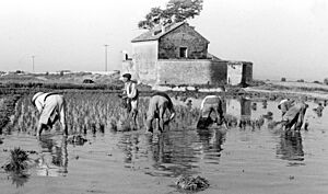 Archivo:Horta, plantant arròs, 1949 (Cano d'Alginet-País Valencià)