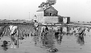 Horta, plantant arròs, 1949 (Cano d'Alginet-País Valencià)