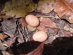 Archivo:Huevos de Tapacaminos (Nyctidromus Albicollis)