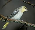 Icterus bullockii