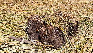 Islas flotantes de los Uros, Lago Titicaca, Perú, 2015-08-01, DD 33