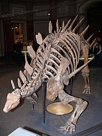 Archivo:Kentrosaurus aethiopicus P1060063