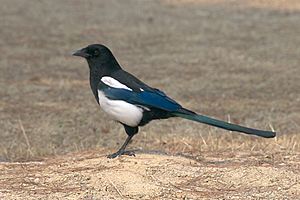 Archivo:Korean magpie in Daejeon (side profile)
