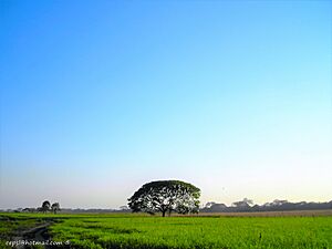 Archivo:LLanos de Portuguesa