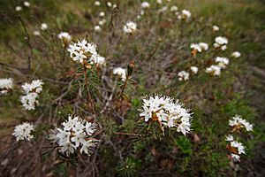Archivo:Labrador tea I 551350802