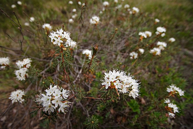 Labrador tea I 551350802