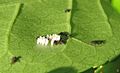 Lady-beetle-larvae-just-hatched