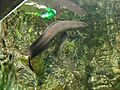 Lepidosiren paradoxa aquarium porte dorée Paris