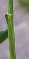 Lolium perenne auricles