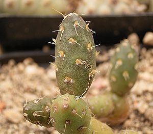 Archivo:Maihueniopsis minuta1