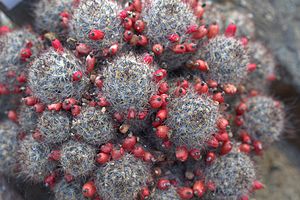 Archivo:Mammillaria prolifera GotBot 2015 01