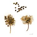 Mimosa pudica MHNT.BOT.2004.0.0.495