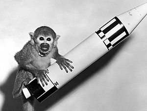 Archivo:Miss Baker, the squirrel monkey