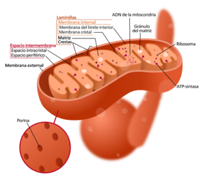 Archivo:Mitochondrion (borderless version)-es