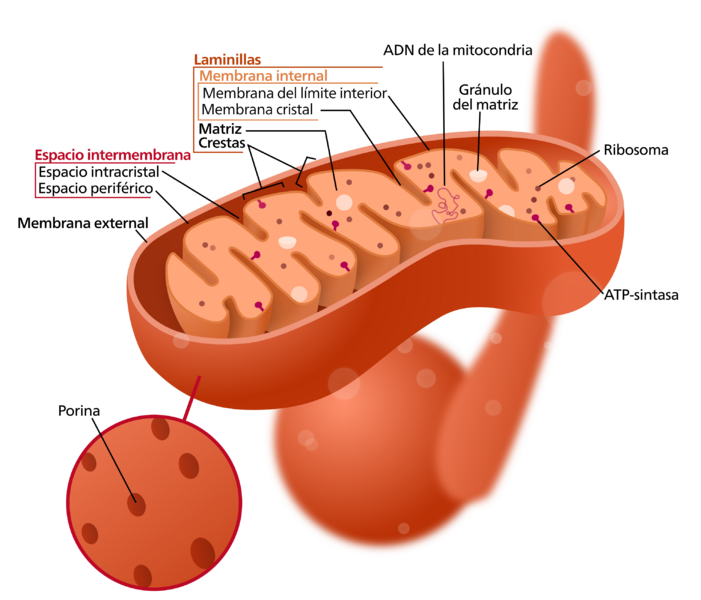 Mitochondrion (borderless version)-es