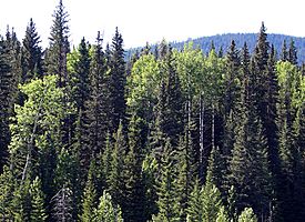 Bosque mixto en Alberta (Canadá)