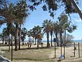 Oasis de palmeras de la Platja Prat d'En Forès, Cambrils