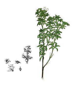 Archivo:Ocimum canum Blanco2.257