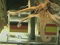 Archivo:Paul the Octopus picks Spain over Germany in 2010 World Cup semi-final 3