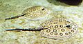 Pfauenaugen-Stechrochen - Ocellate river stingray - Potamotrygon motoro