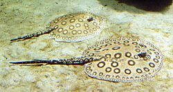 Pfauenaugen-Stechrochen - Ocellate river stingray - Potamotrygon motoro.jpg